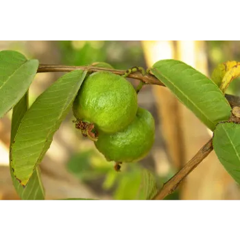 Guava Plants